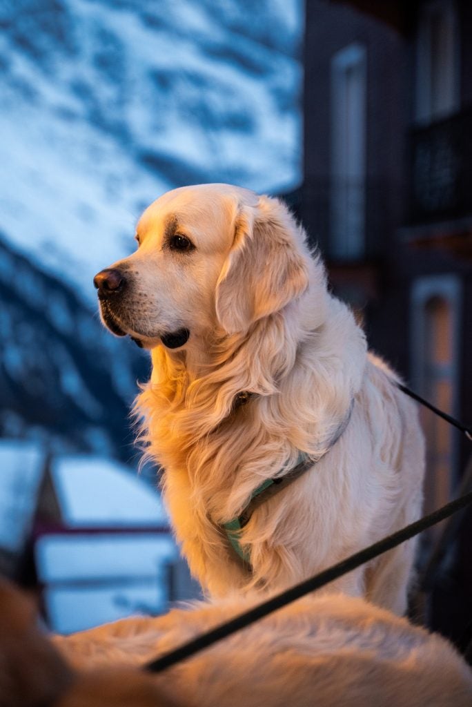 A white fur dog in the evening