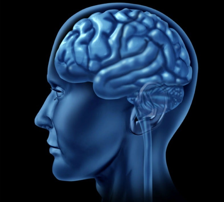 A digital illustration of a human head with brain visible.