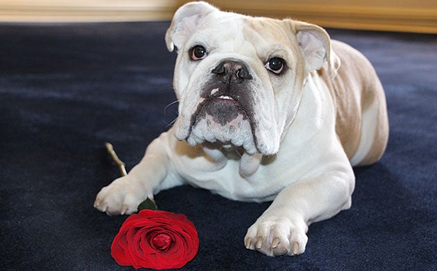 Jack the Bulldog with his paw on a rose on the carpet