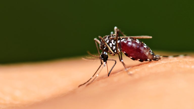 large mosquito feeding on hand