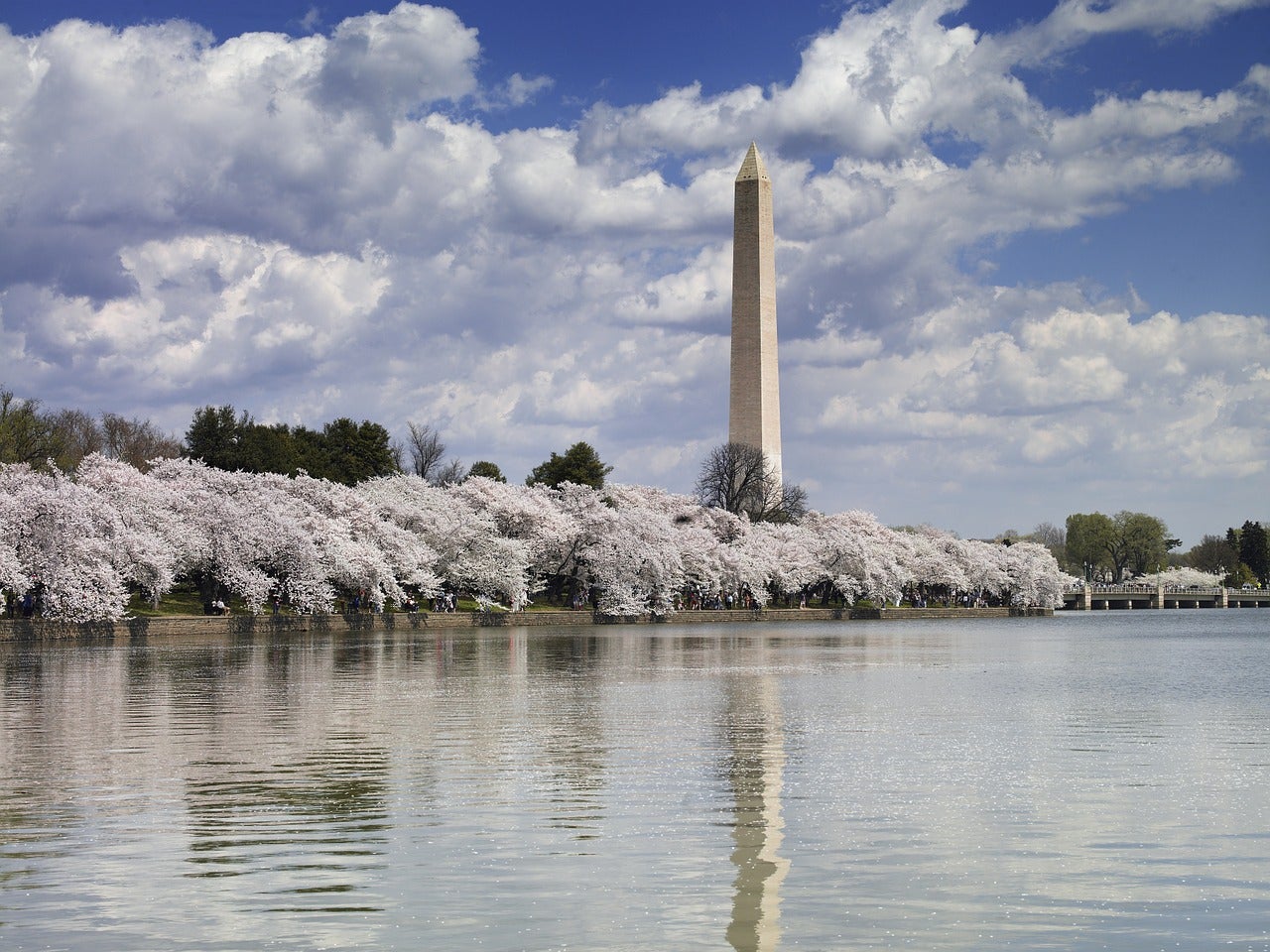 Cherry blossoms bloom a wide shot of the Tidal Basin