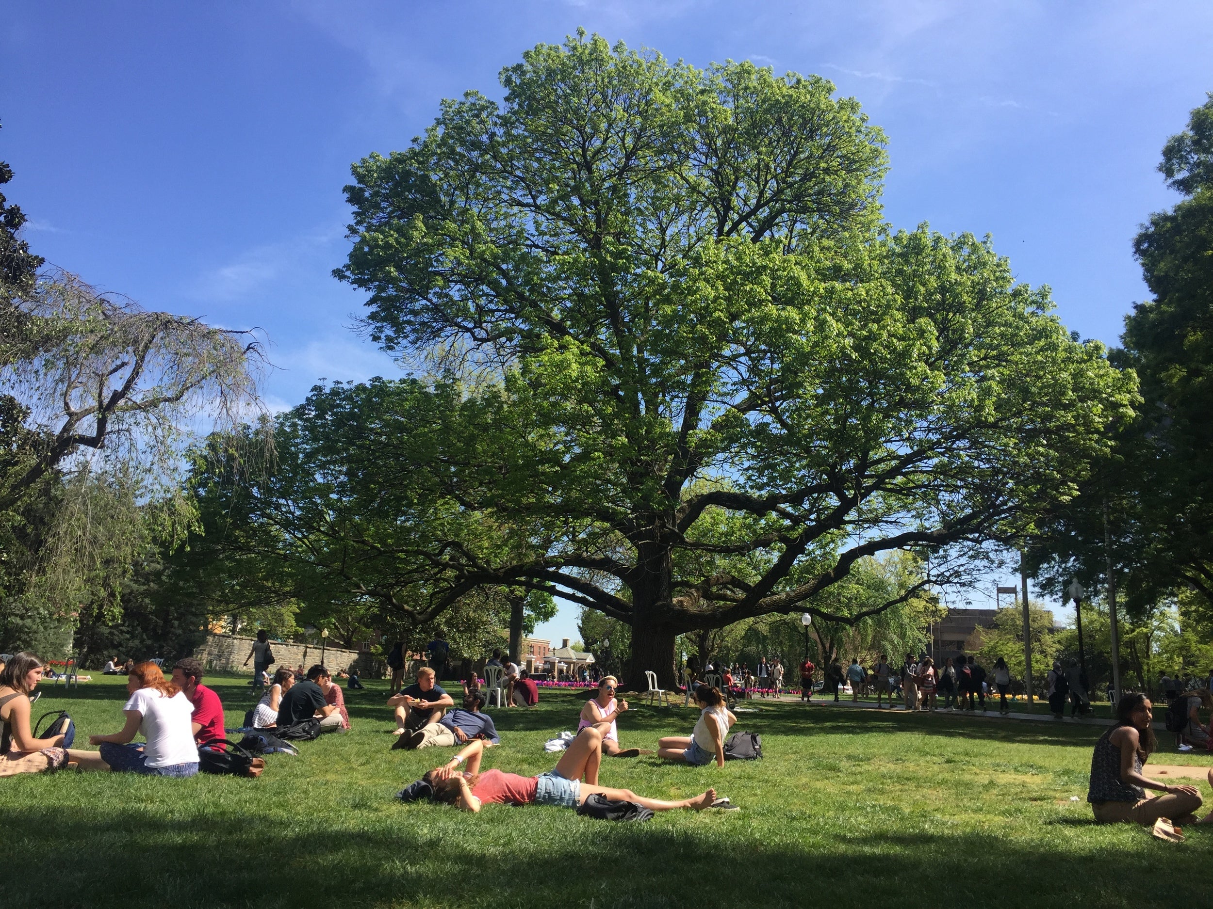 Students lounge on the lawn