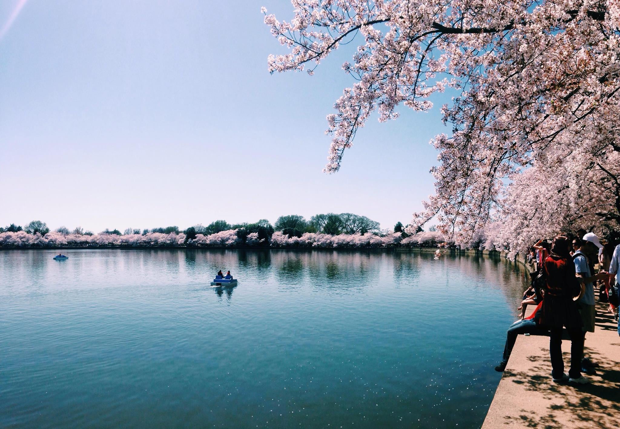 Cherry blossoms at the Tidal Basin