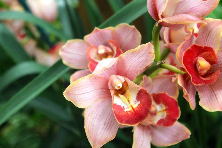 Closeup of red flowers