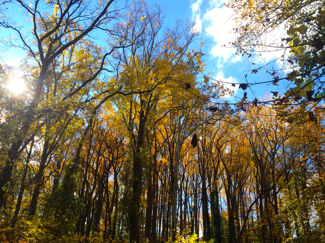 Trees loom above on a sunny day